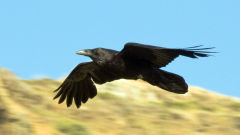 raven flight bird black