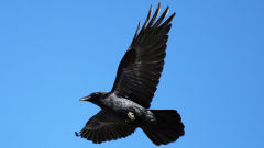 raven flight bird sky