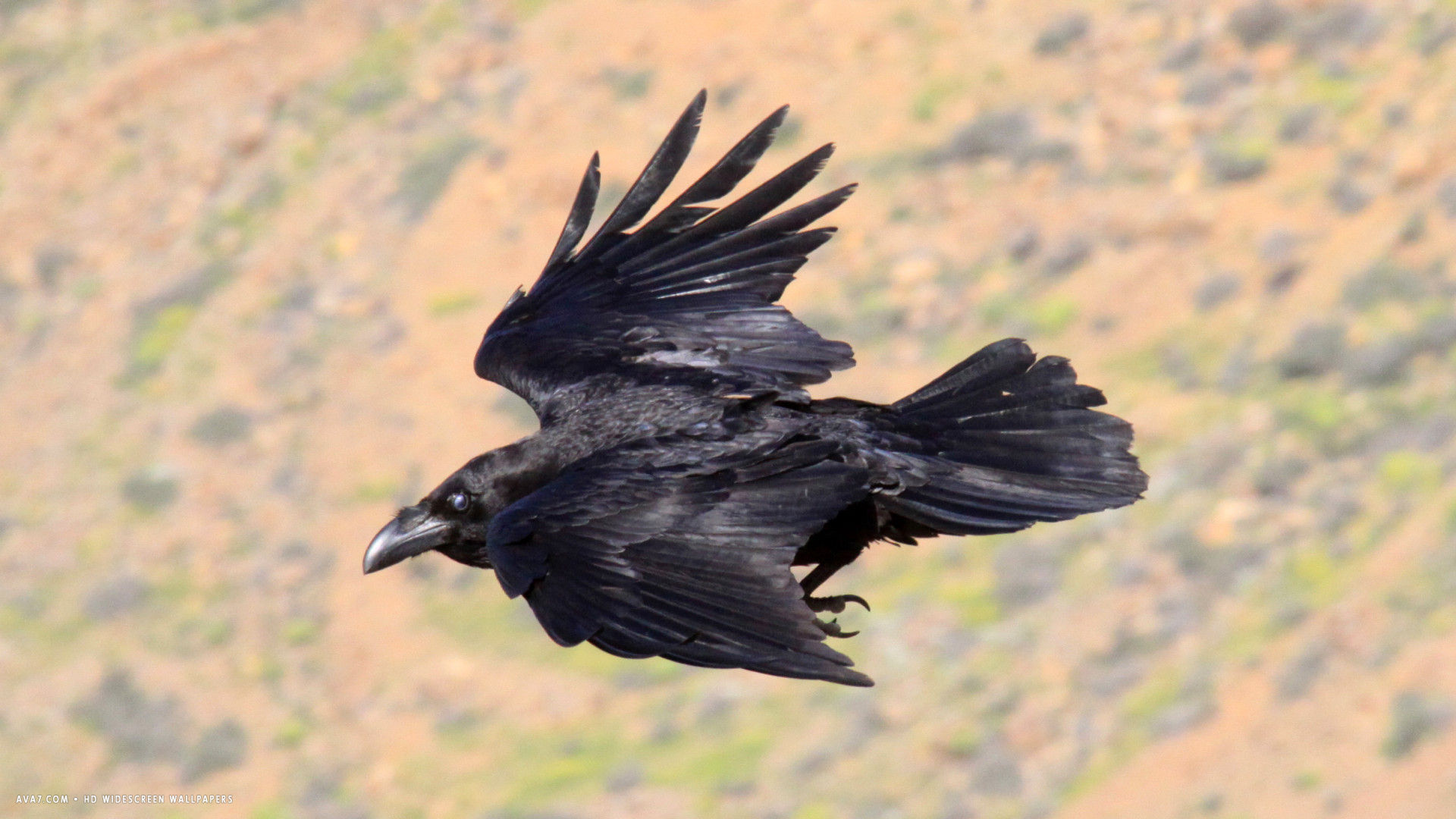 raven flight bird hd widescreen wallpaper