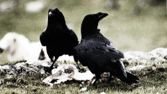 raven ravens birds ground