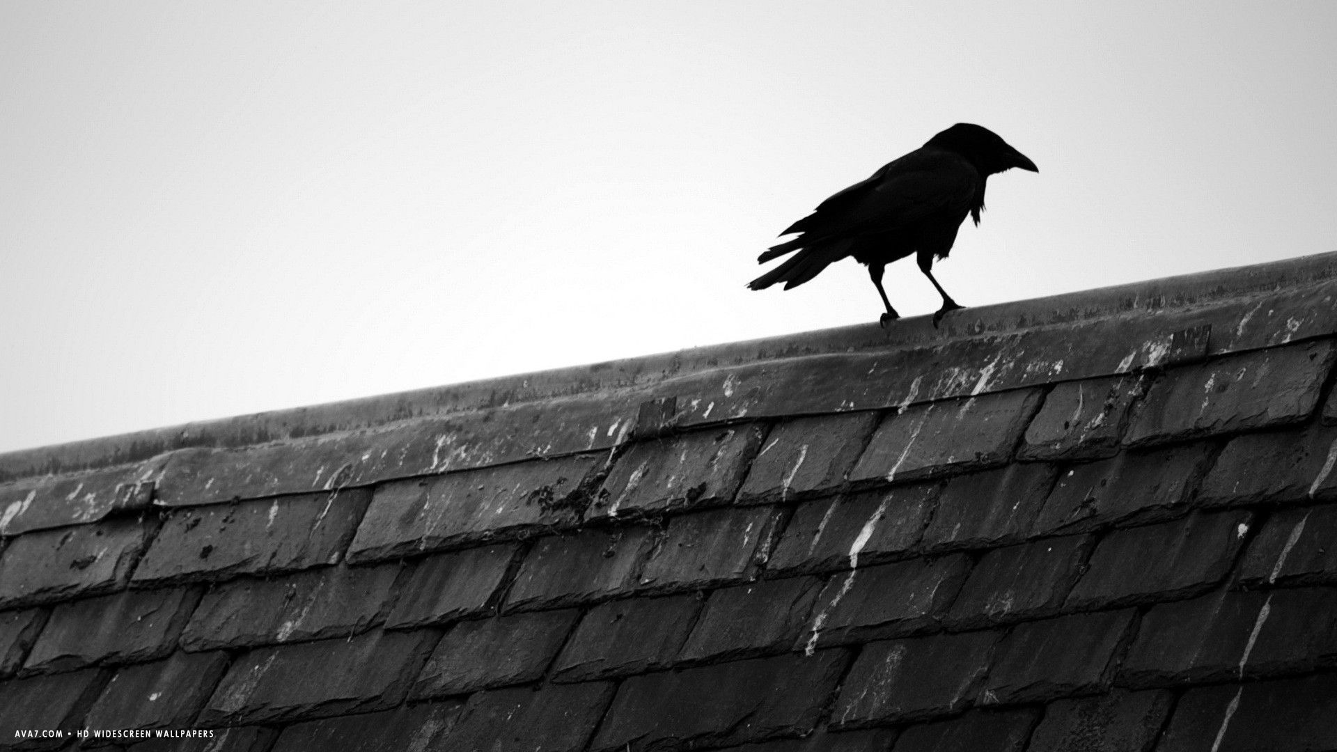 raven rooftop house bird black hd widescreen wallpaper