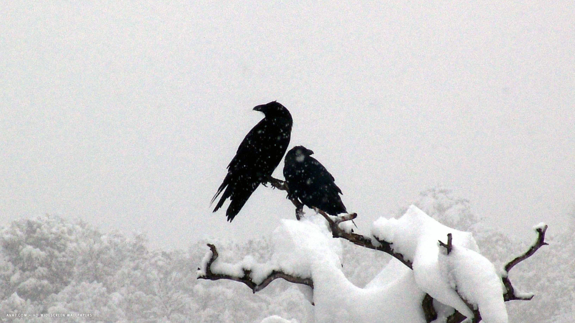 raven snow two ravens bird tree branch hd widescreen wallpaper
