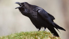 raven talking bird