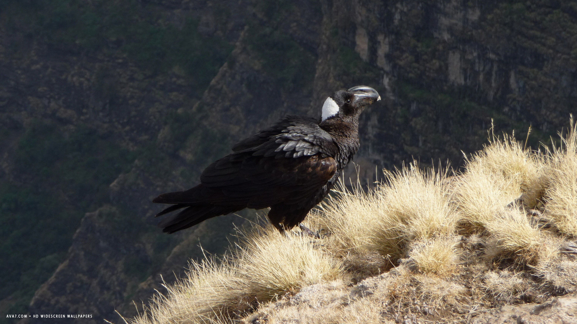 raven thick billed corvus crassirostris bird hd widescreen wallpaper