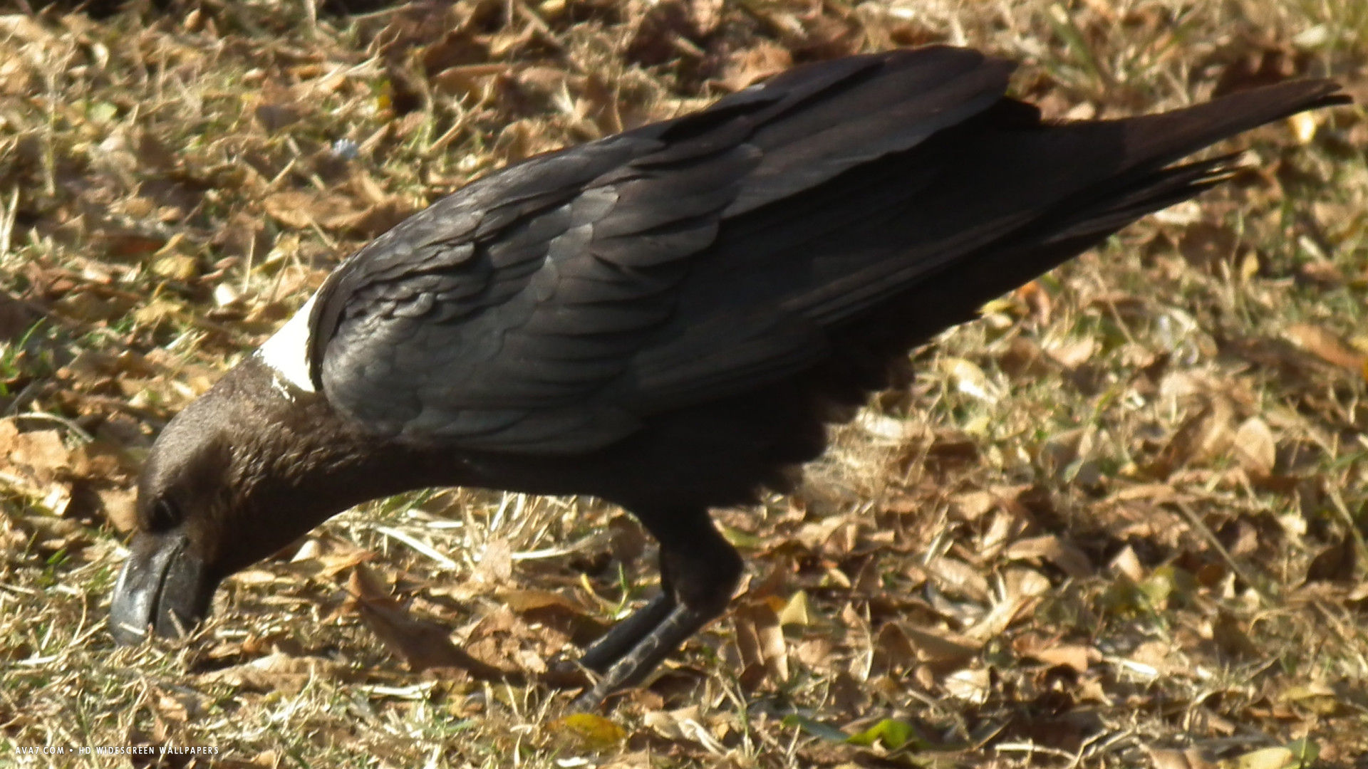 raven white necked corvus albicollis bird hd widescreen wallpaper