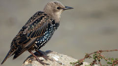 starling bird resting