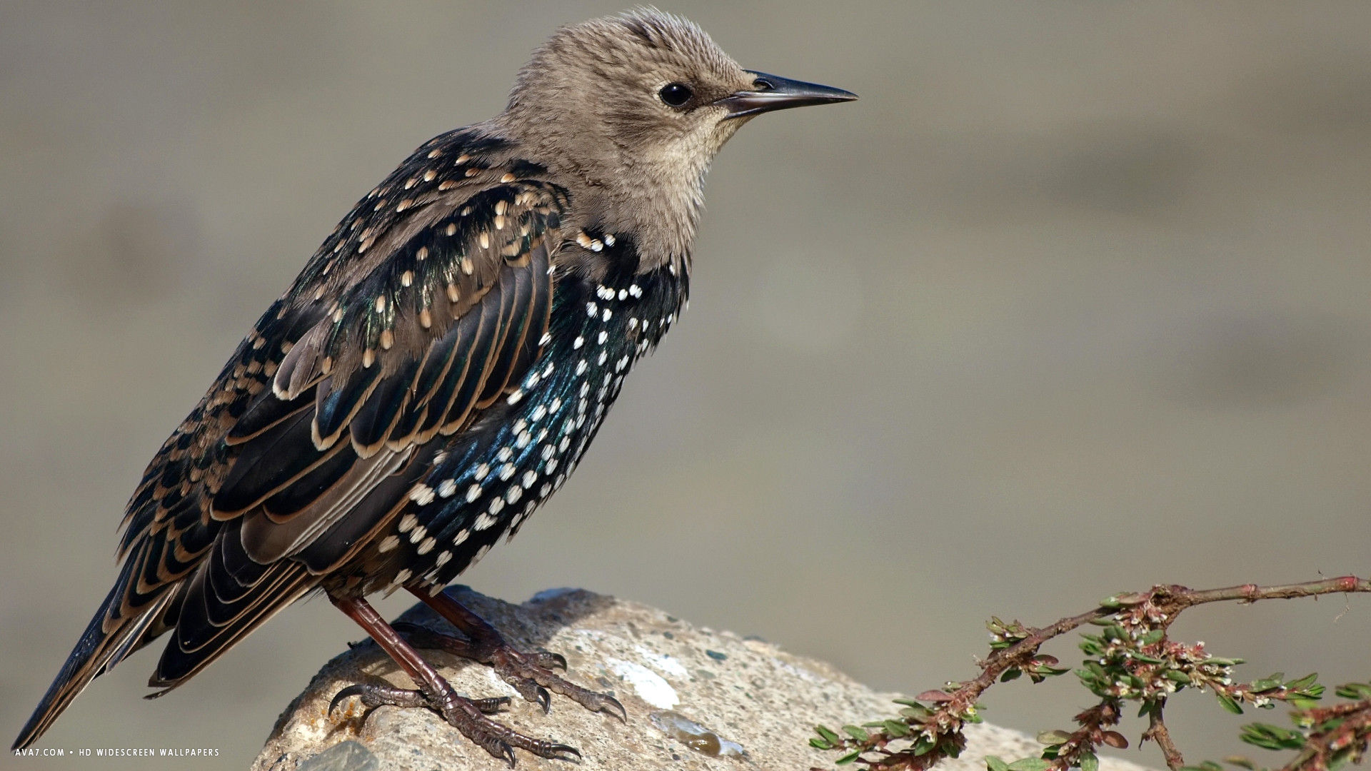 starling bird resting hd widescreen wallpaper