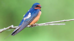 swallow bird