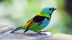 tanager colorful bird