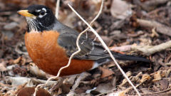thrush american robin bird