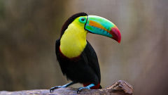 toucan wallpapers