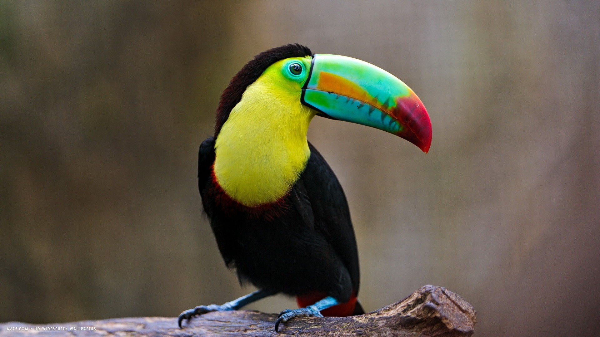 toucan bird colors hd widescreen wallpaper