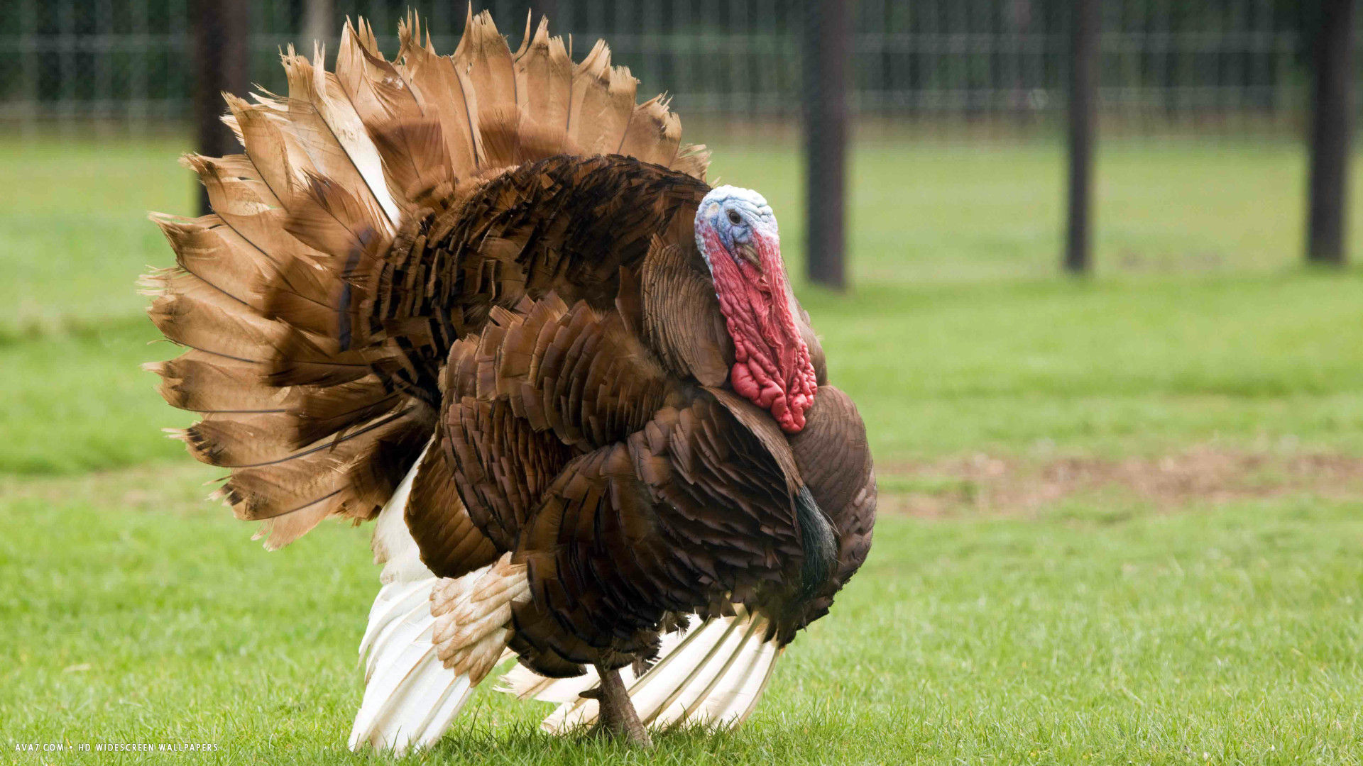 turkey big bird grass hd widescreen wallpaper