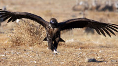 vulture young bird black flying