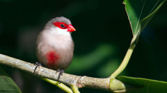 waxbill bird tree branch