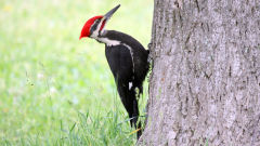 woodpecker bird tree