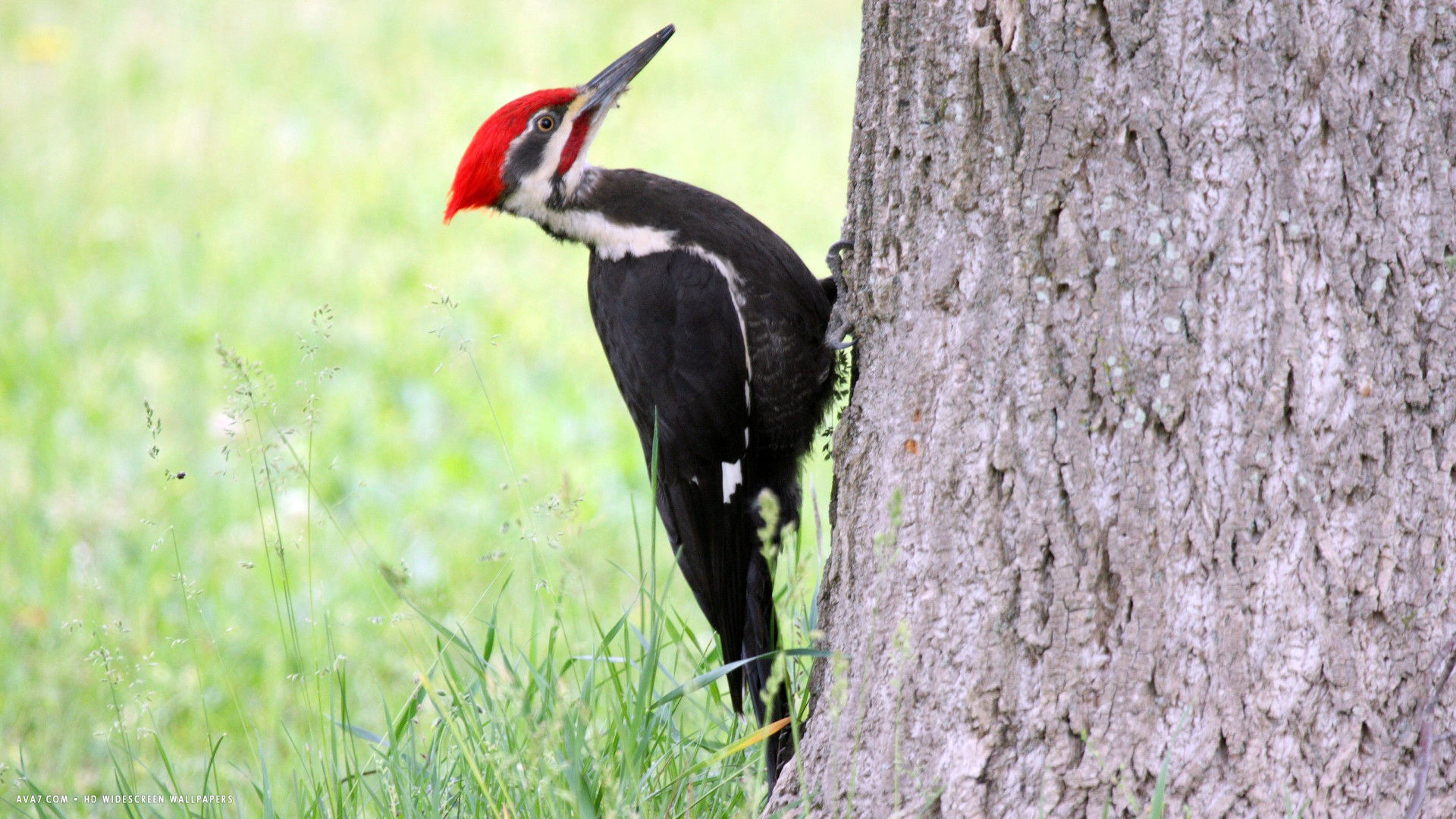 woodpecker bird tree hd widescreen wallpaper