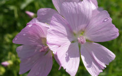 alcea flower