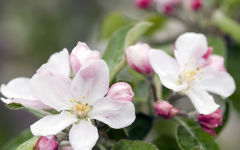 apple blossom flower