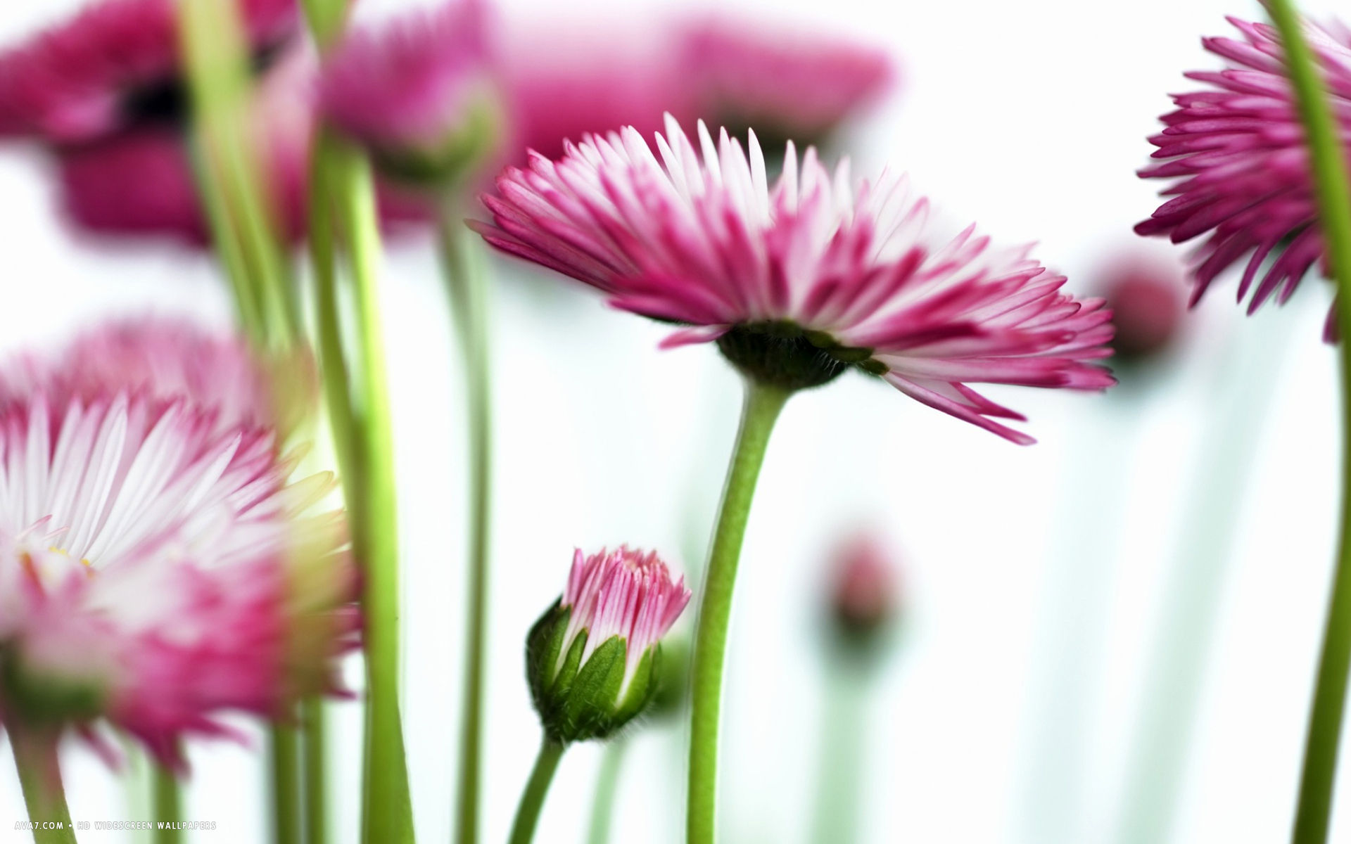 bellis flower hd widescreen wallpaper