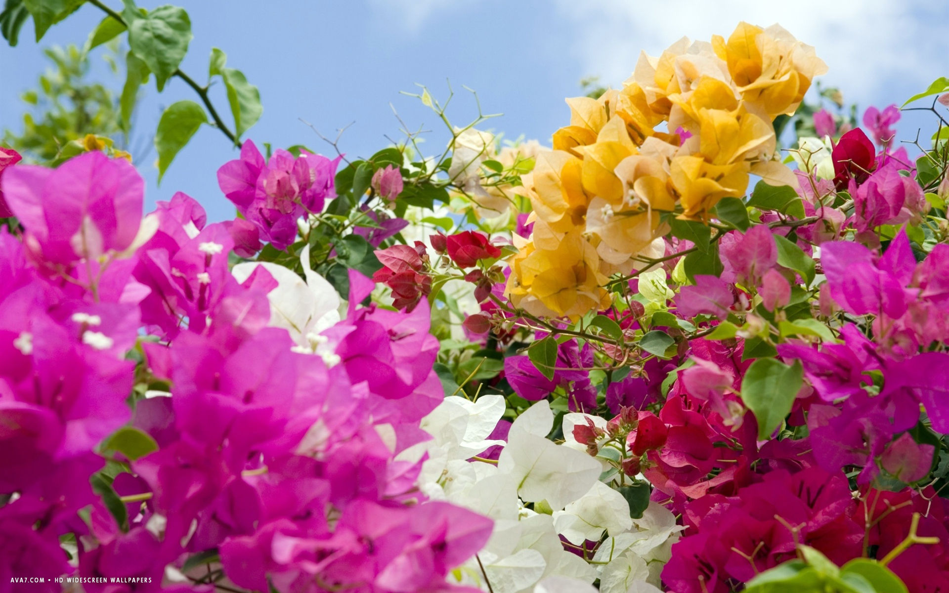 bougainvillea flower hd widescreen wallpaper