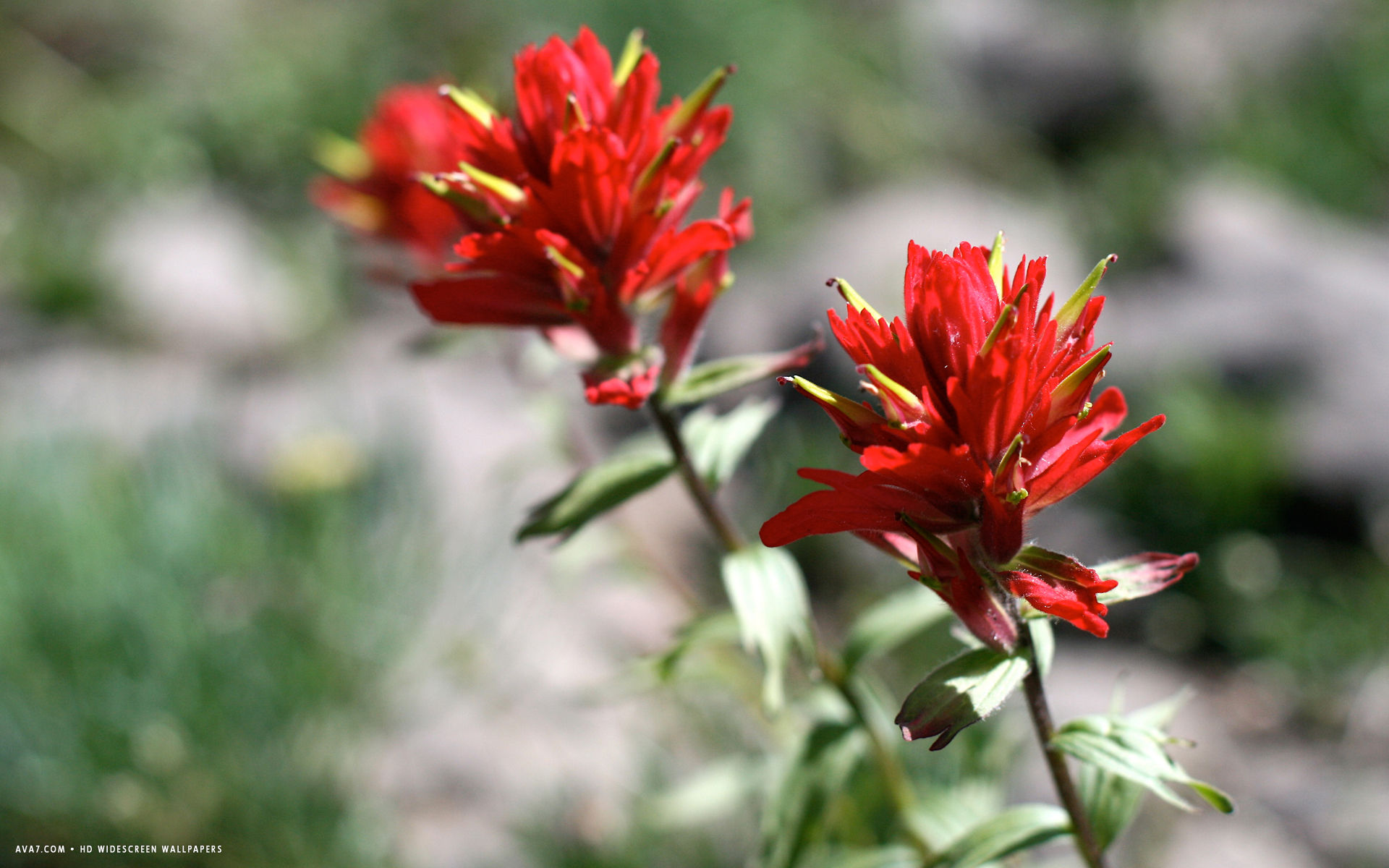 castilleja flower hd widescreen wallpaper