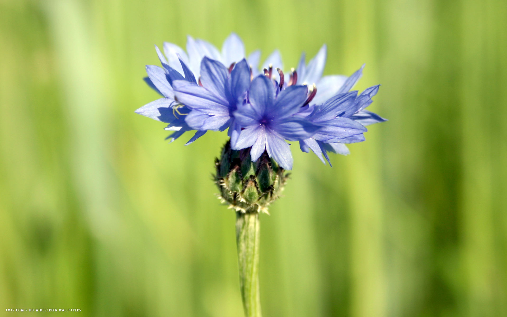 centaurea flower hd widescreen wallpaper