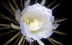 cereus flower