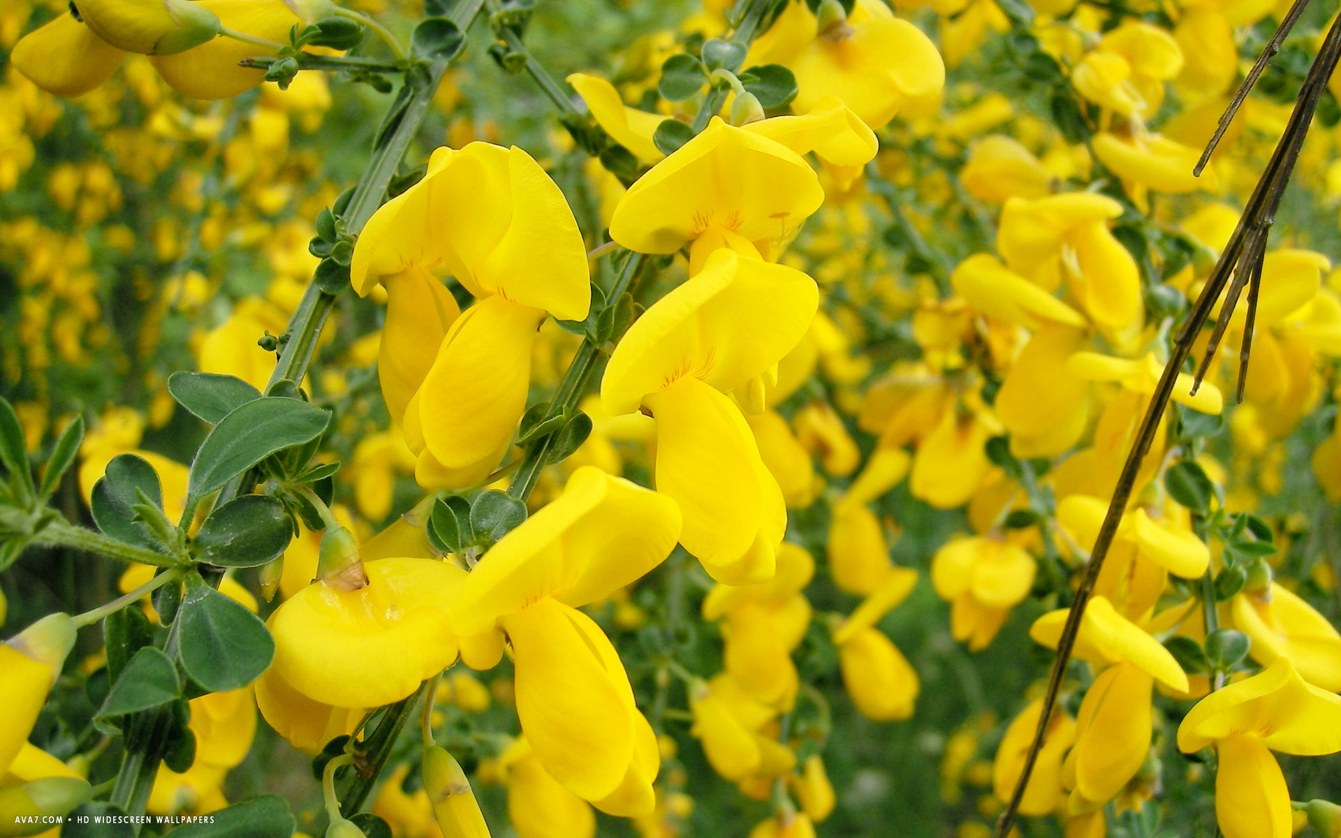 cytisus flower hd widescreen wallpaper