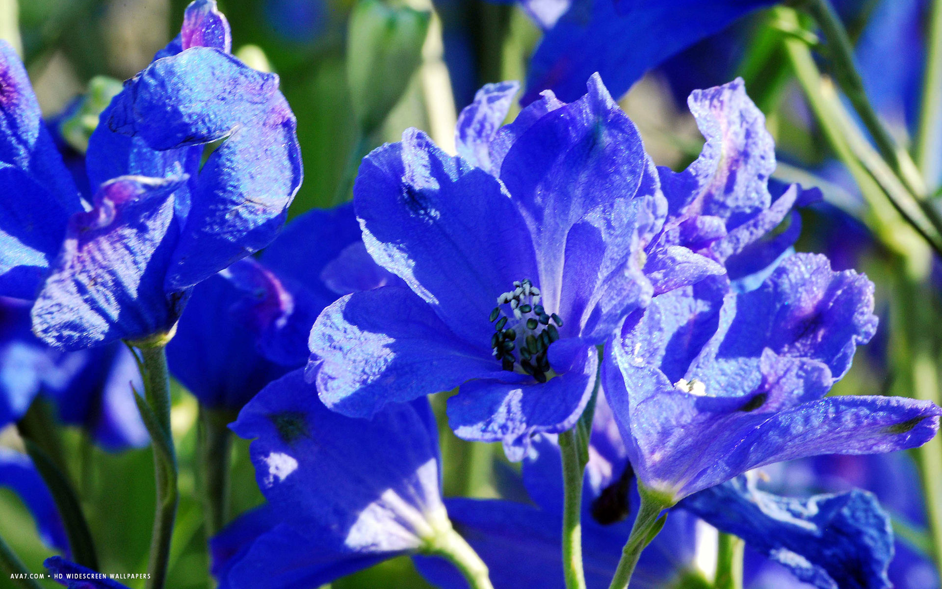 delphinium flower hd widescreen wallpaper