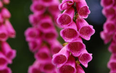 digitalis flower