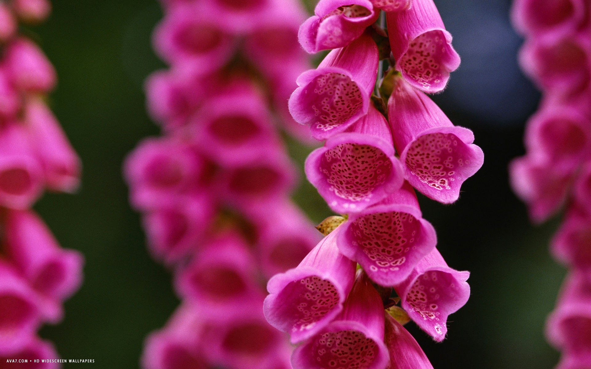 digitalis flower hd widescreen wallpaper