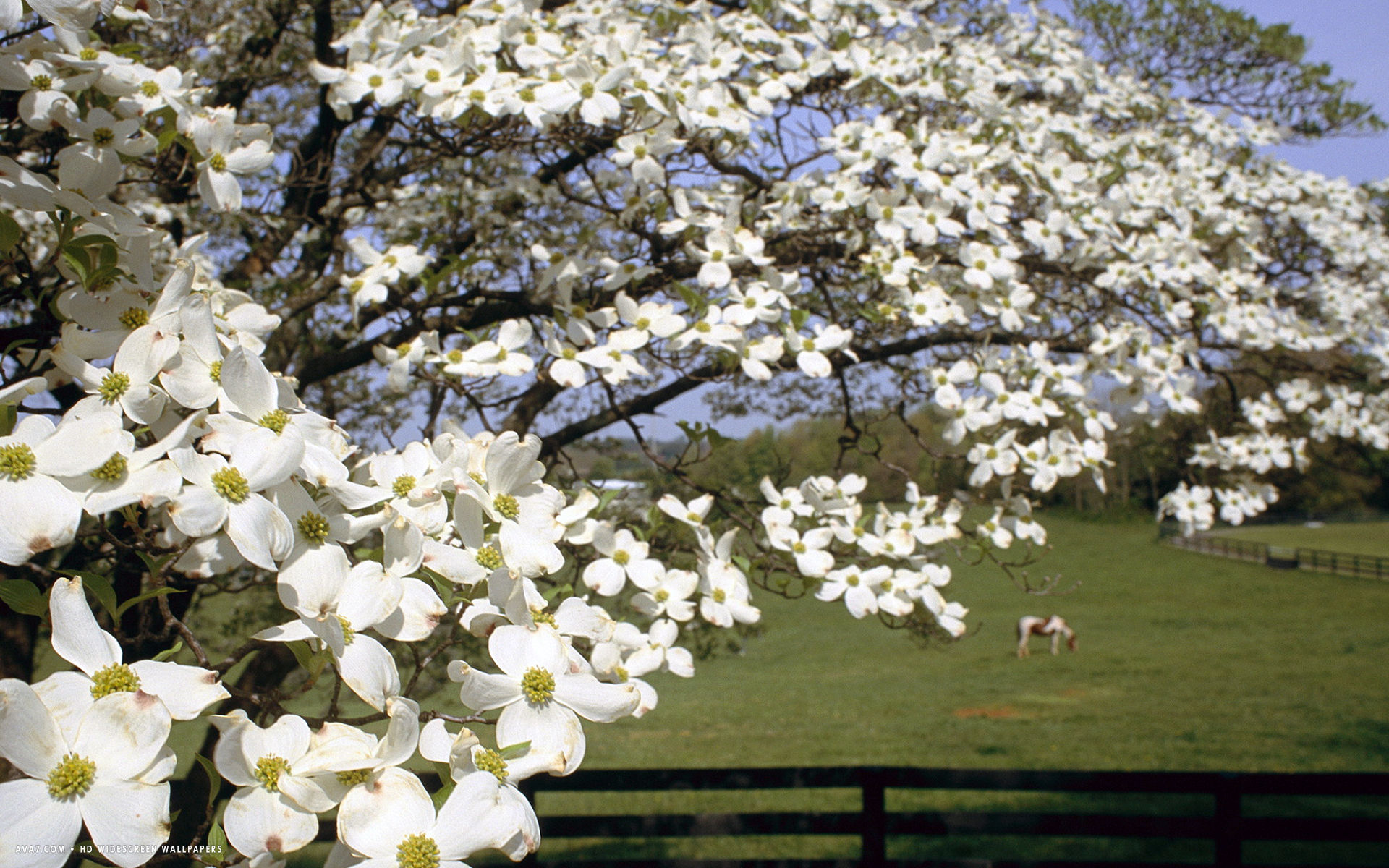 dogwood blossom flower hd widescreen wallpaper