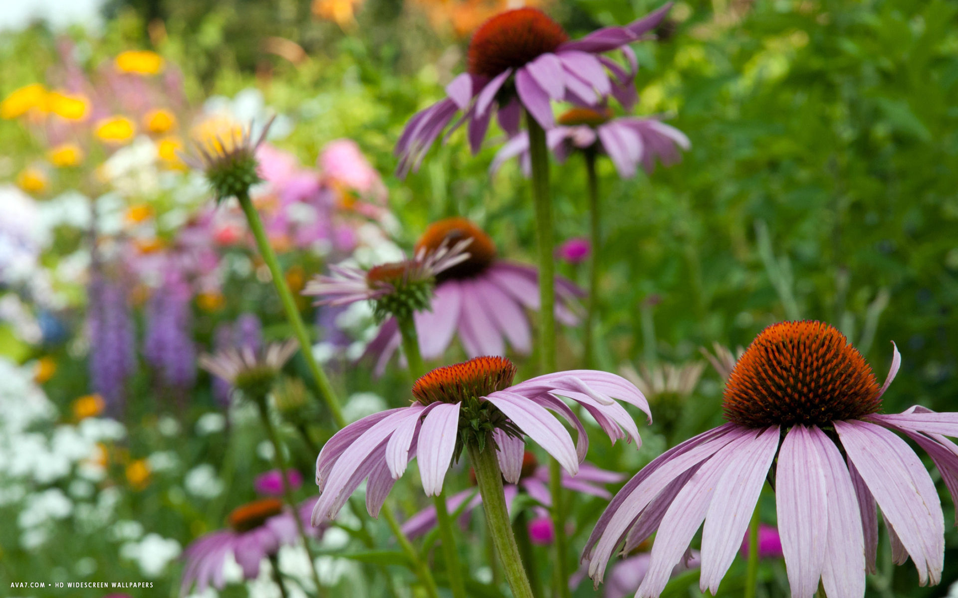 echinacea flower hd widescreen wallpaper