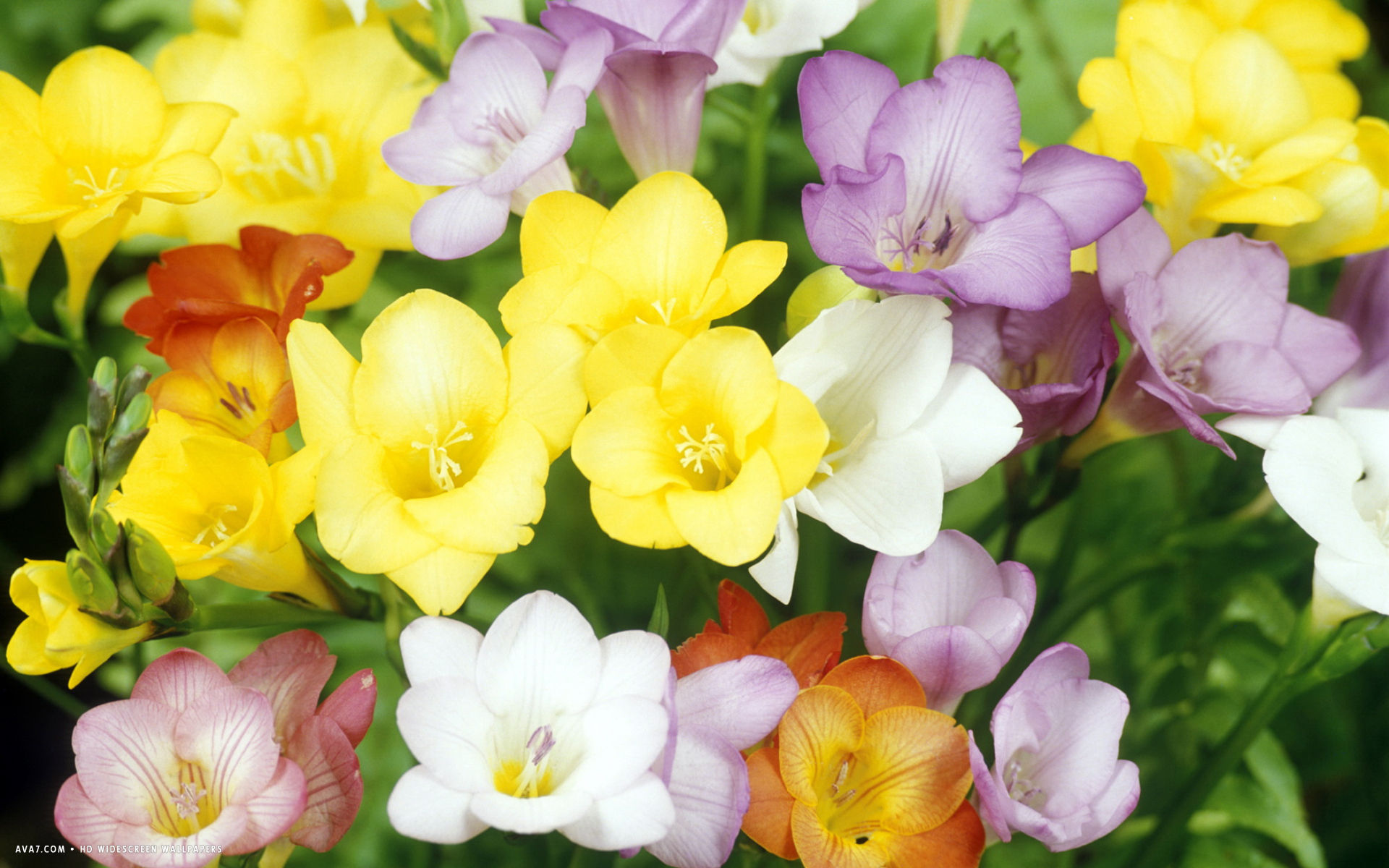 freesia flower hd widescreen wallpaper