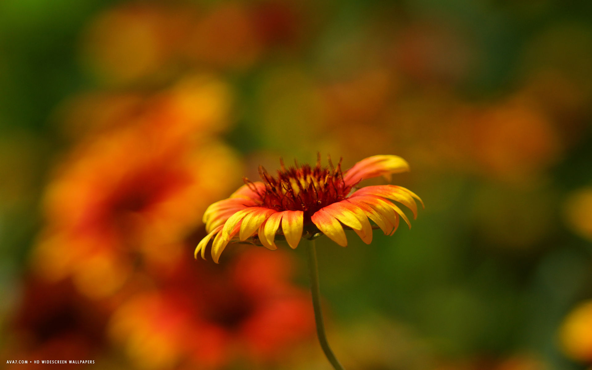 gaillardia flower hd widescreen wallpaper
