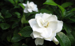 gardenia flower