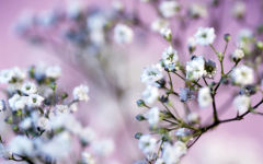 gypsophila flower