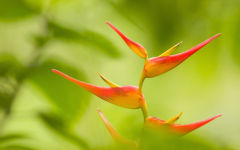 heliconia wallpapers
