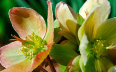 hellebore flower
