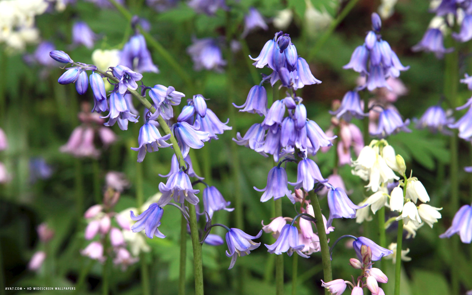 hyacinthoides flower hd widescreen wallpaper