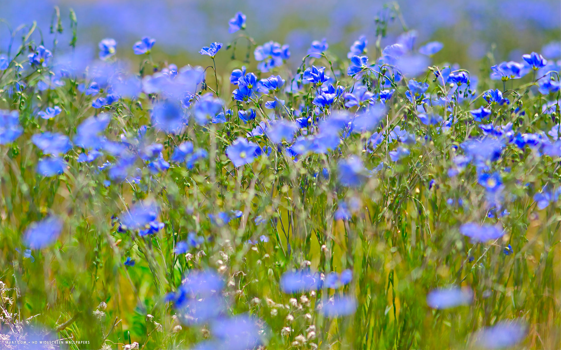linum flower hd widescreen wallpaper