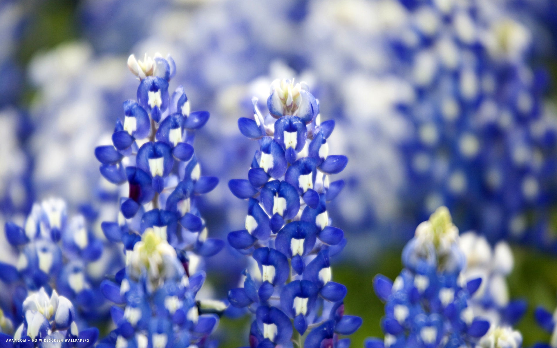 lupin flower hd widescreen wallpaper