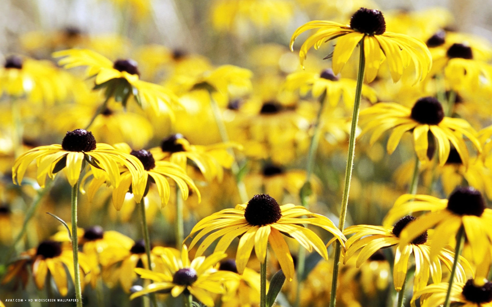 rudbeckia flower hd widescreen wallpaper