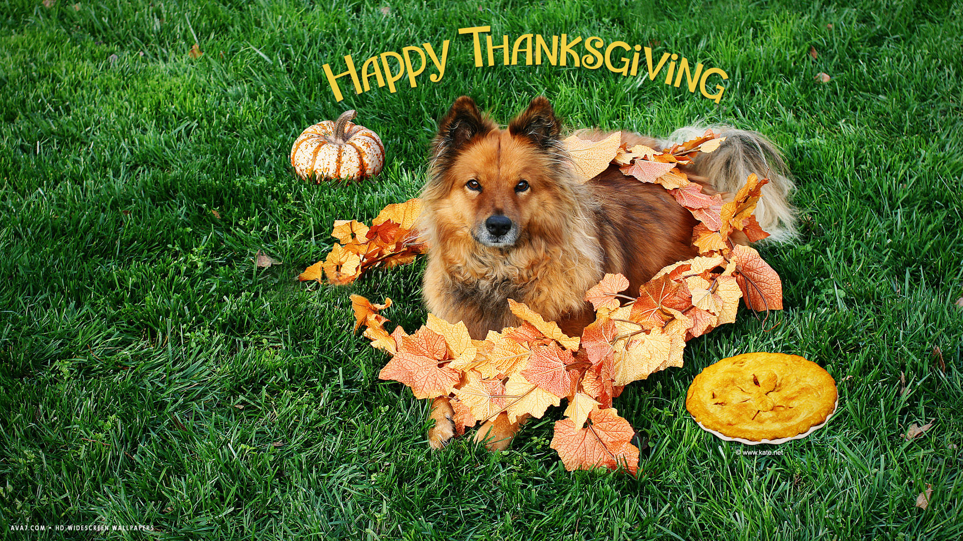 happy thanksgiving dog animal grass leaves pumpkin pie holiday hd widescreen wallpaper