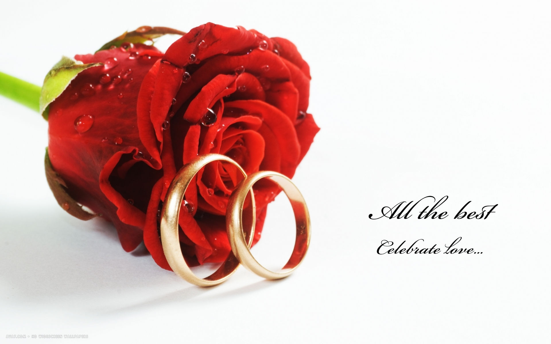 wedding rings red rose flower celebrate love hd widescreen wallpaper